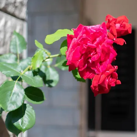 Olive Terrace Apartment *