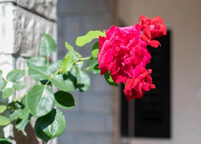 Olive Terrace Διαμέρισμα *